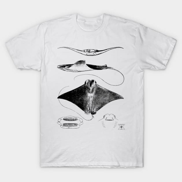 Stingray Anatomy | Sharks Ocean Sea Animal Science T-Shirt by encycloart